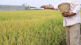 Правительство продлило временный запрет на вывоз риса
